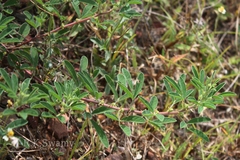 Indigofera glandulosa